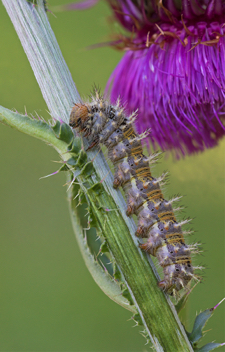 Painted Lady caterpillar